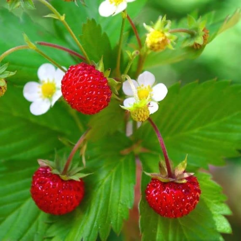 Alpine strawberry seeds germination process in soil