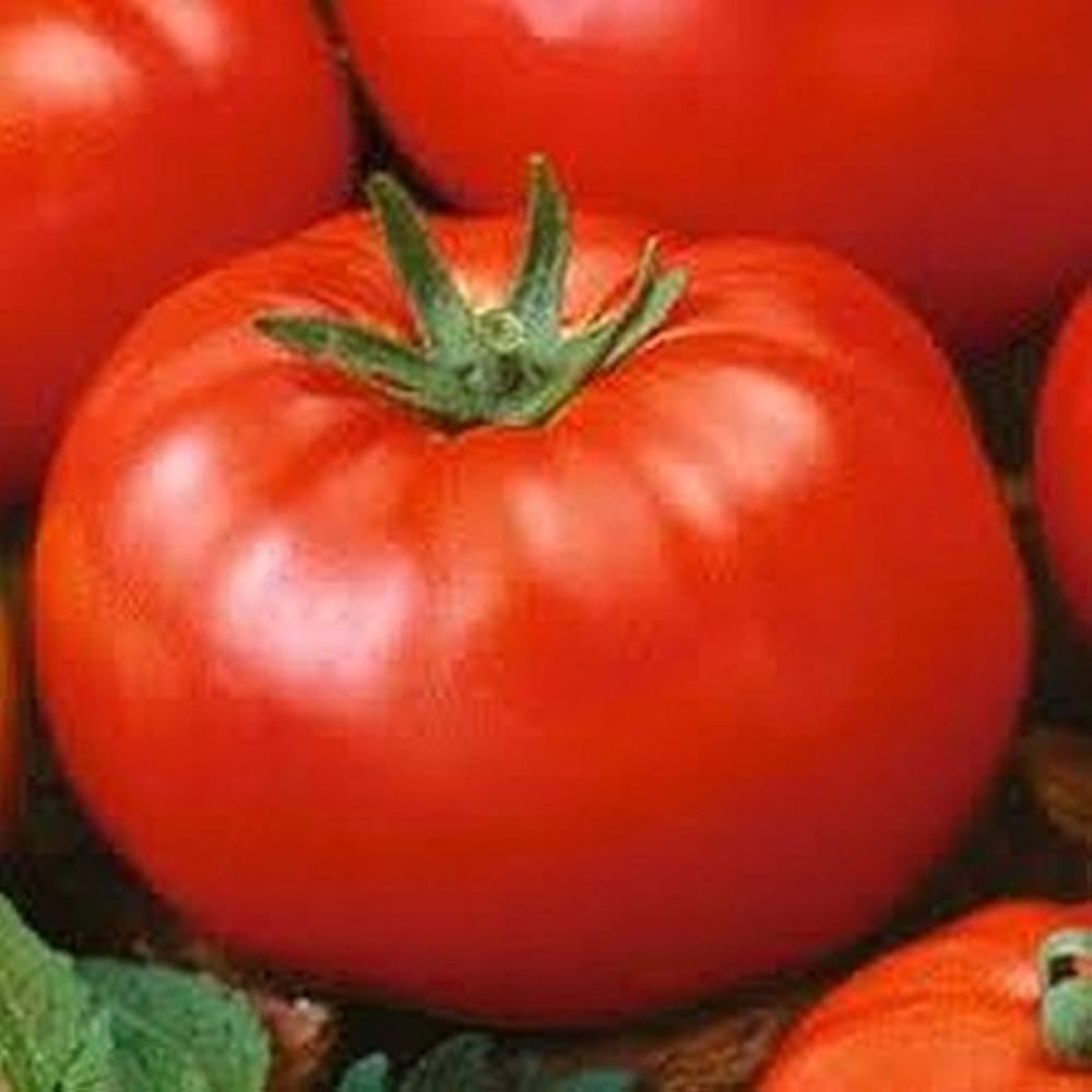 Altdeutsche tomato seeds suitable for organic tomato growing