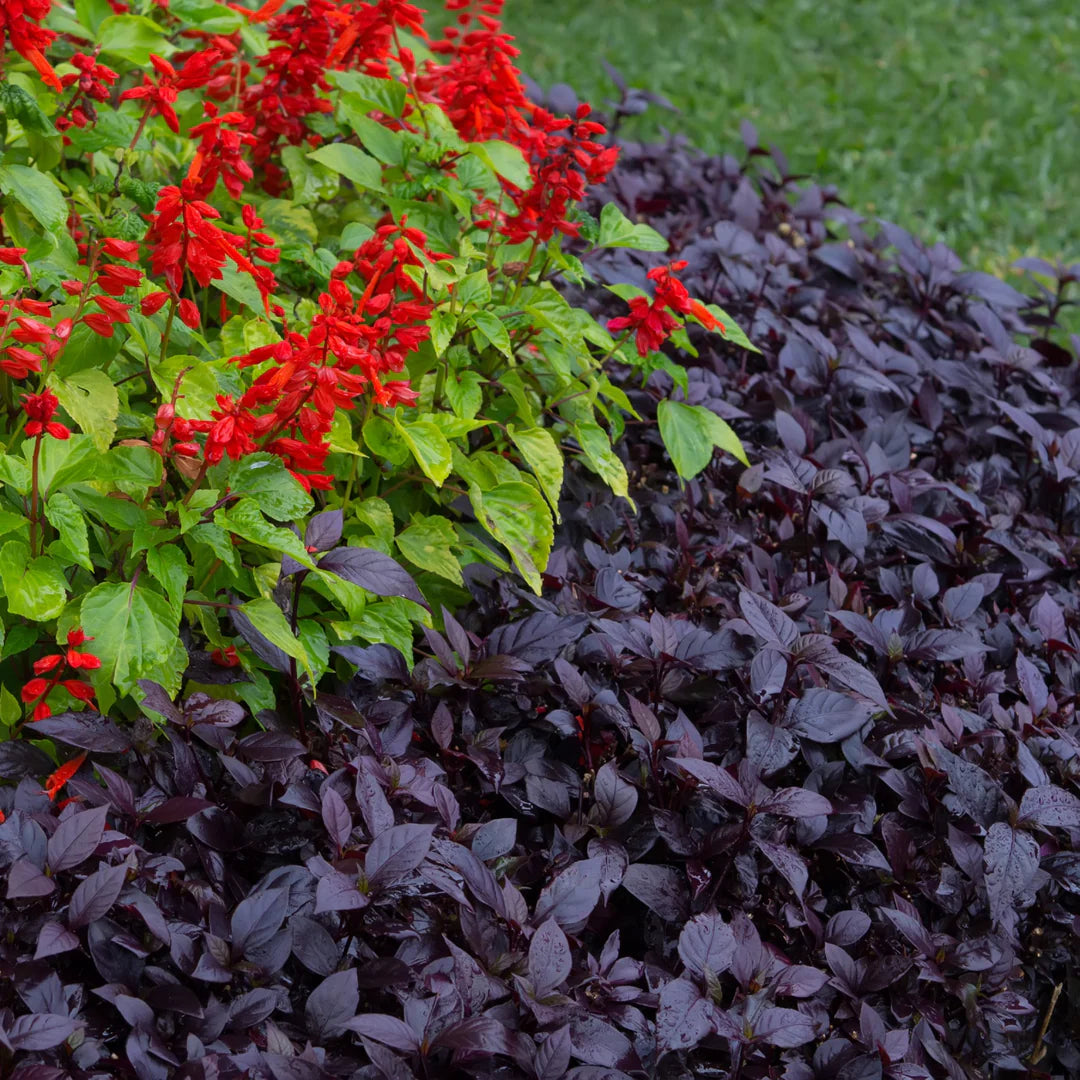 Alternanthera Purple Prince Seed