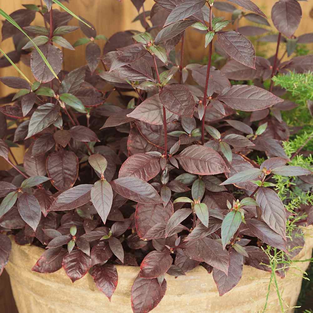 Alternanthera Purple Knight Foliage Seeds