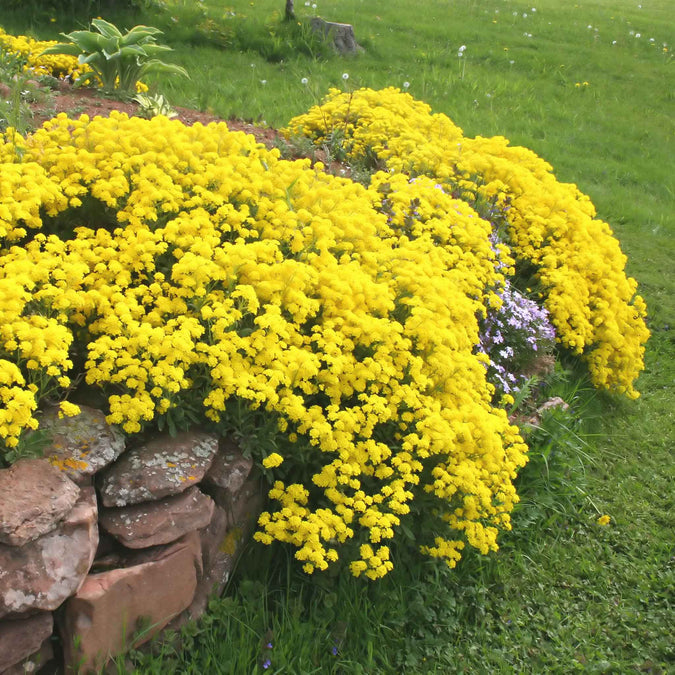 Alyssum Seeds - Basket of Gold