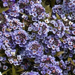 Alyssum Blue Imported heirloom non-gmo garden seeds
