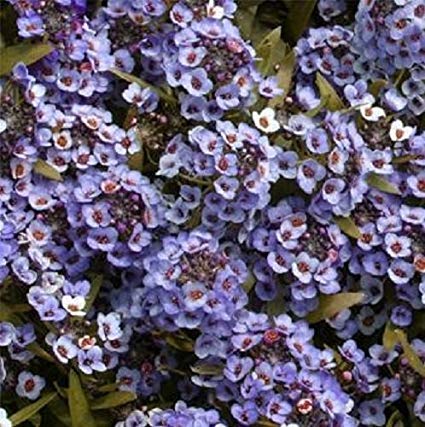 Alyssum Blue Imported heirloom non-gmo garden seeds