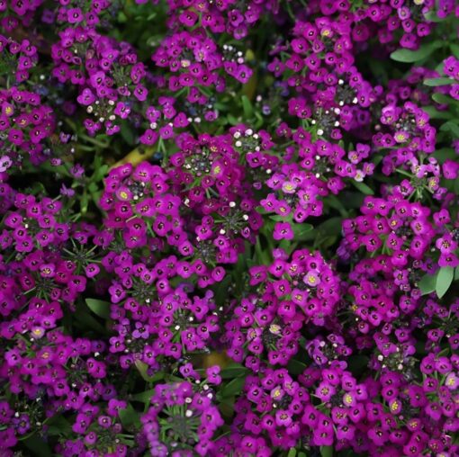 Alyssum Deep Purple Imported heirloom non-gmo garden seeds