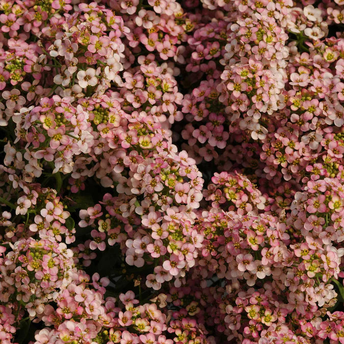 Alyssum Seeds - Easter Bonnet Mix