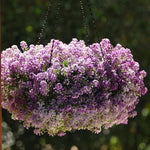 Alyssum Lavender Imported heirloom non-gmo garden seeds