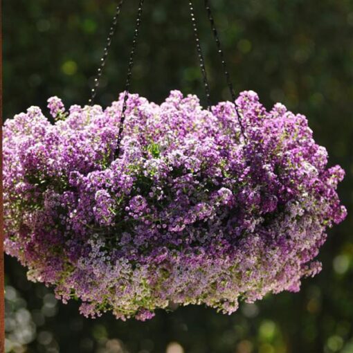 Alyssum Lavender Imported heirloom non-gmo garden seeds