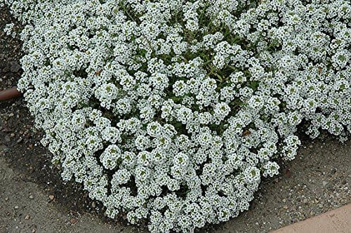 Alyssum Lobularia Maritima Flower Seeds for Planting – Sweet - Scented Ground Cover for Border Gardens and Pots - Dharaseeds