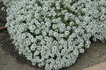 Alyssum Lobularia Maritima Flower Seeds for Planting – Sweet - Scented Ground Cover for Border Gardens and Pots - Dharaseeds