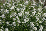 Alyssum Lobularia Maritima Flower Seeds for Planting – Sweet - Scented Ground Cover for Border Gardens and Pots - Dharaseeds
