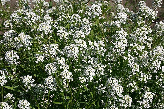 Alyssum Lobularia Maritima Flower Seeds for Planting – Sweet - Scented Ground Cover for Border Gardens and Pots - Dharaseeds