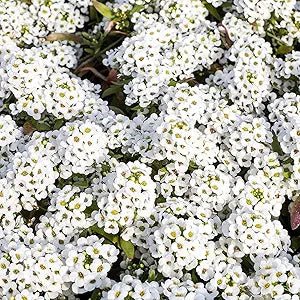 Alyssum Lobularia Maritima Flower Seeds for Planting – Sweet - Scented Ground Cover for Border Gardens and Pots - Dharaseeds