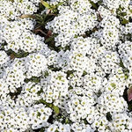 Alyssum Lobularia Maritima Flower Seeds for Planting – Sweet - Scented Ground Cover for Border Gardens and Pots - Dharaseeds