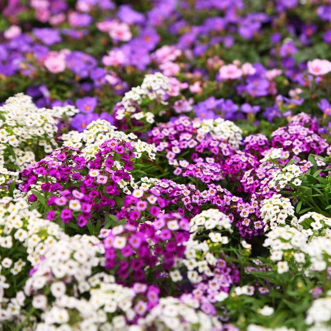 Alyssum Seeds - Magic Circle Mix