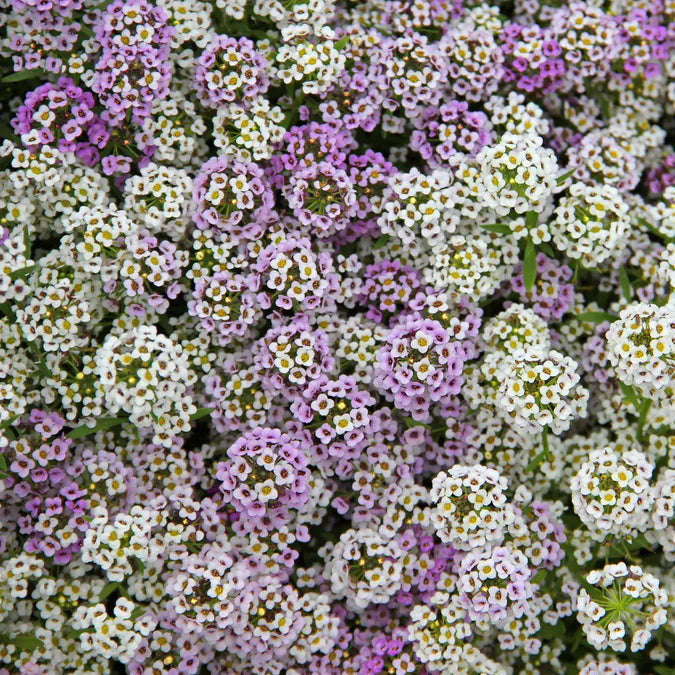 Alyssum Seeds - Magic Circle Mix