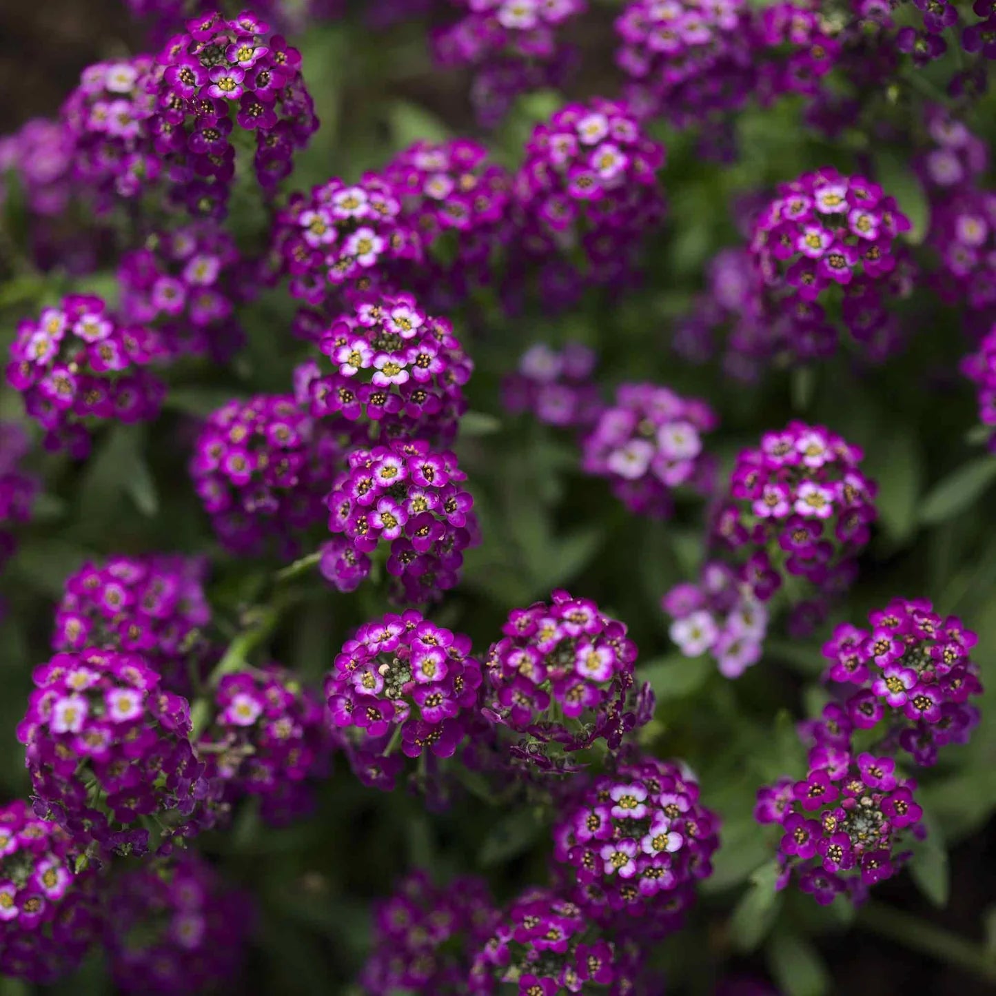 Alyssum Seeds Oriental Nights Purple Fragrant Flower – Heirloom, Non-GMO, High Germination Organic Garden Seeds