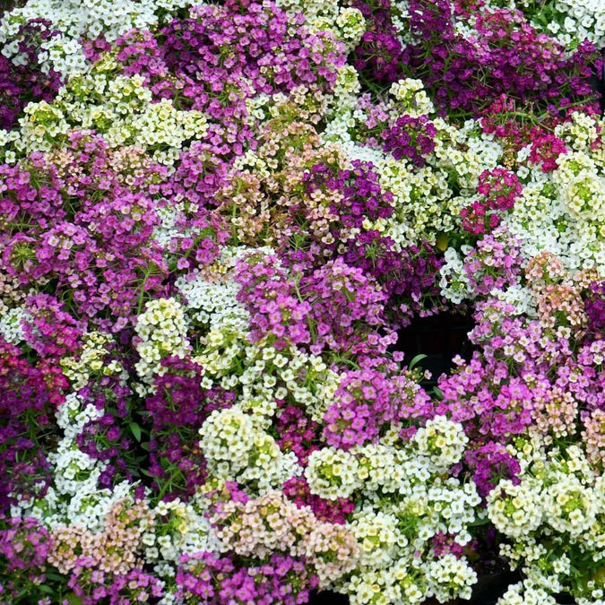 Alyssum Seeds - Paletta Mix