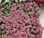 Alyssum Pink Imported heirloom non-gmo garden seeds