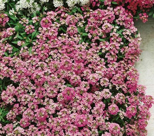 Alyssum Pink Imported heirloom non-gmo garden seeds