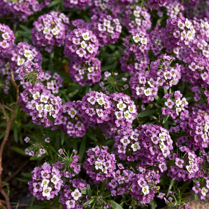 Sweet Alyssum Seeds (Dwarf) - Royal Carpet