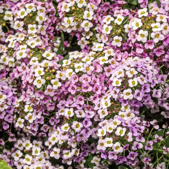 Sweet Alyssum Seeds (Dwarf) - Royal Carpet