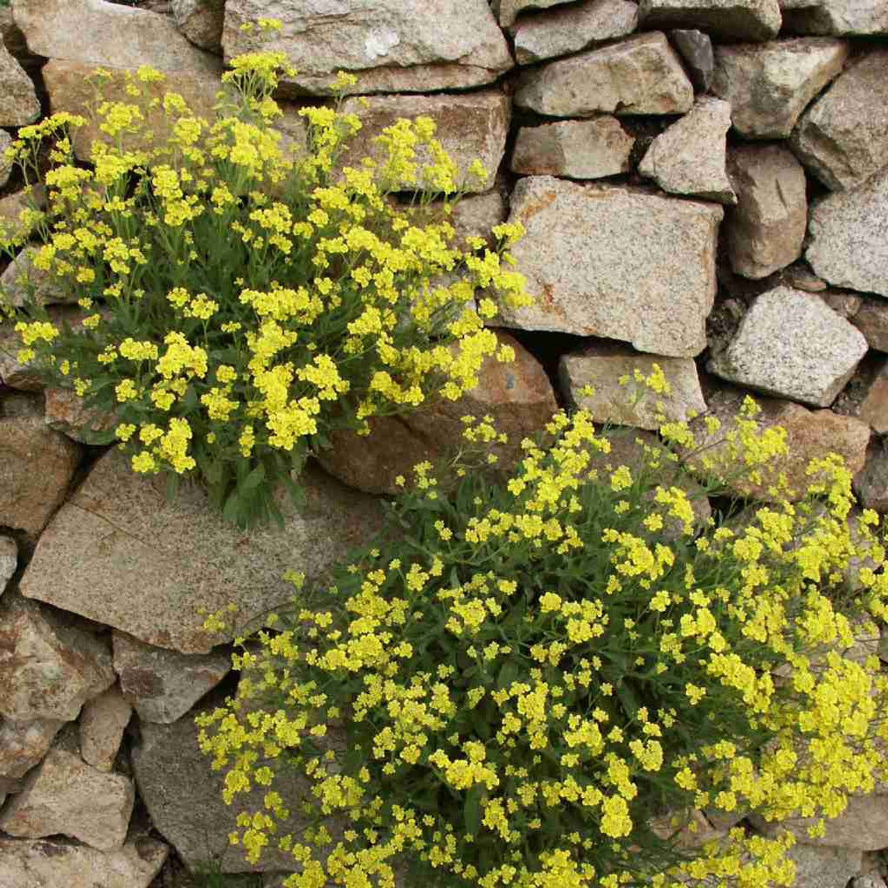 Alyssum Seeds