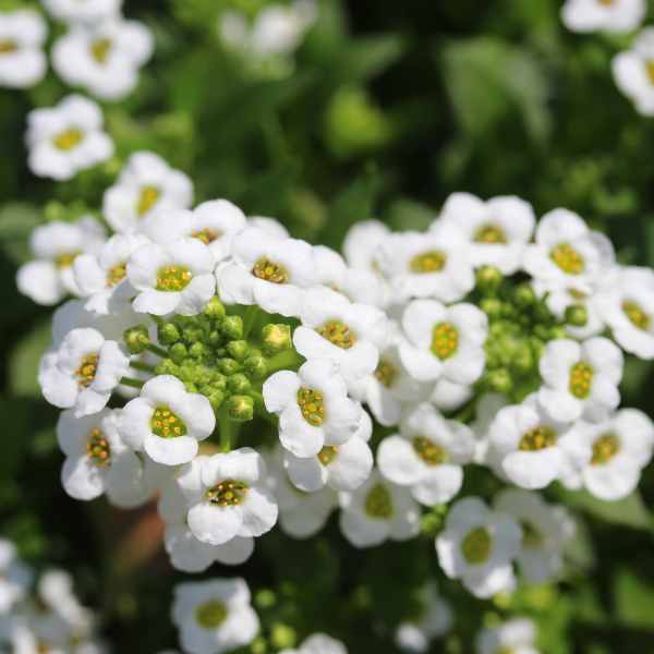 Sweet White Alyssum Lobularia maritima Flowering Seeds For Planting