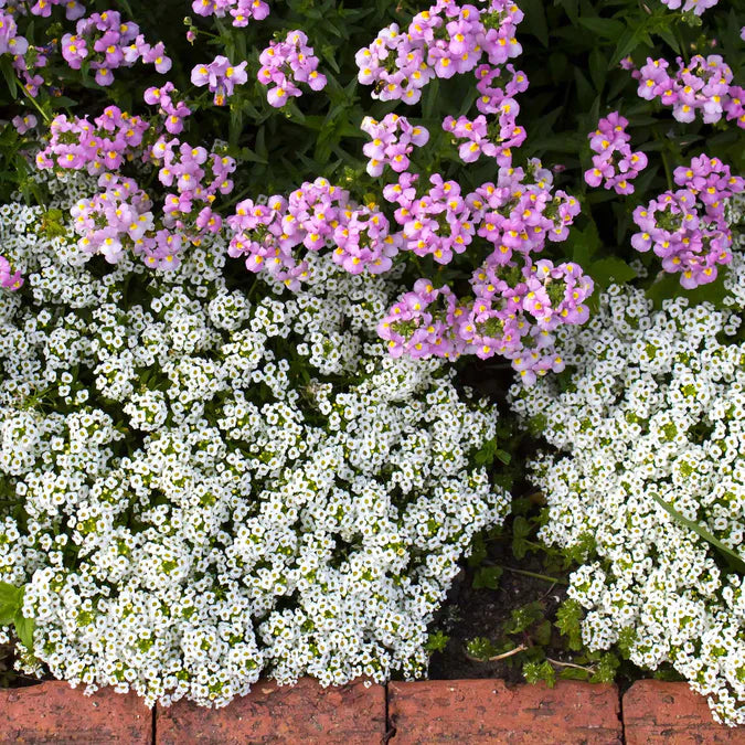 Alyssum Seeds - Snowcloth