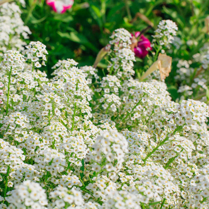 Sweet Alyssum Seeds - Tall White