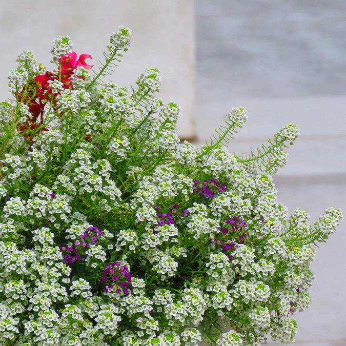 Sweet Alyssum Seeds - Tall White