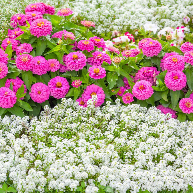 Alyssum Seeds - Tiny Tim