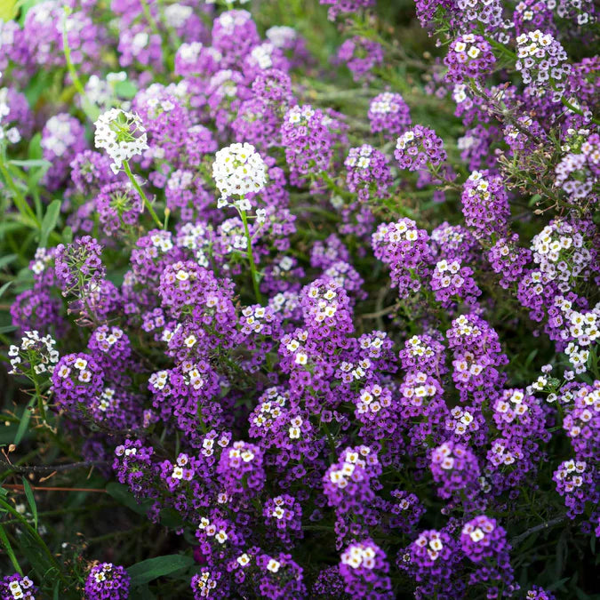 Alyssum Seeds - Violet Queen