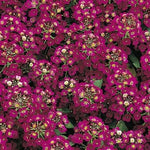 Alyssum Violet Imported heirloom non-gmo garden seeds