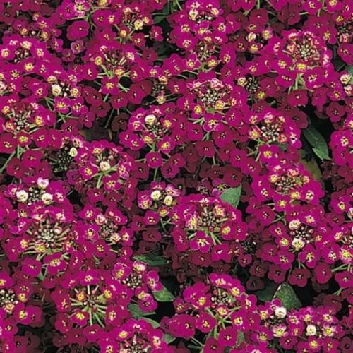 Alyssum Violet Imported heirloom non-gmo garden seeds