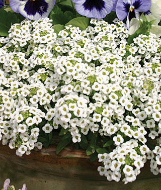 Alyssum White Imported heirloom non-gmo garden seeds