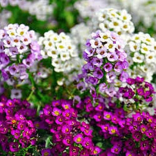 Alyssum Wonderland Imported heirloom non-gmo garden seeds
