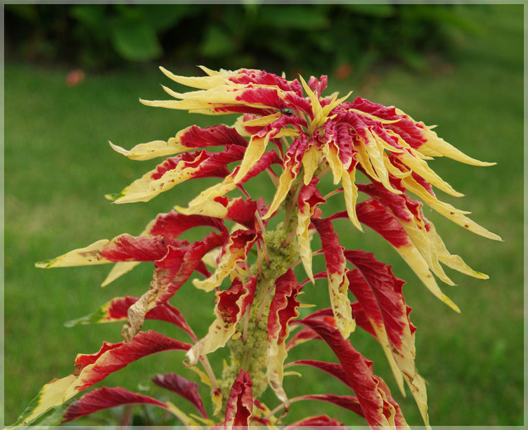 Amaranthus Amaranthus Tricolor Joseph's Coat Yellow Leaf Seeds for Planting