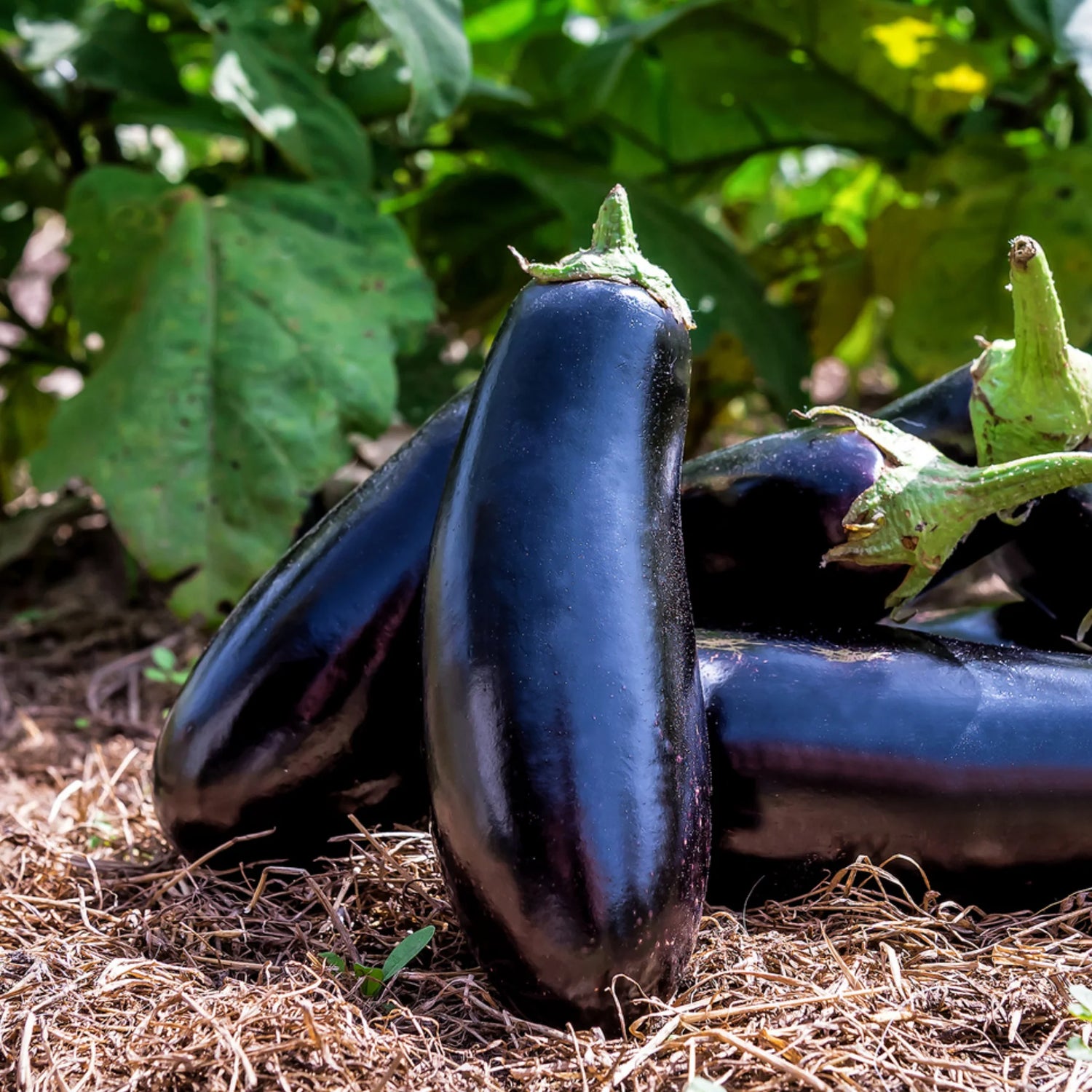 Amadeo eggplant seeds for home garden planting