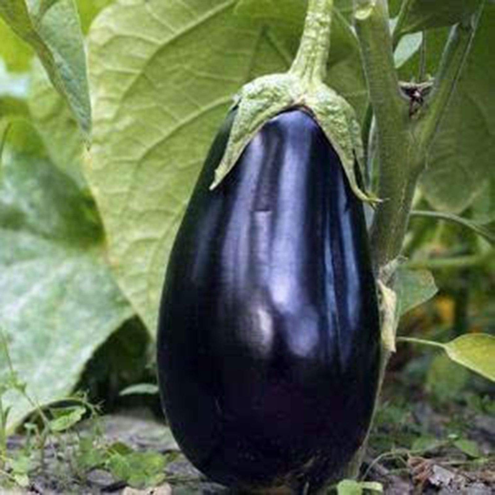 Amadeo eggplant seeds organic non GMO for home gardening