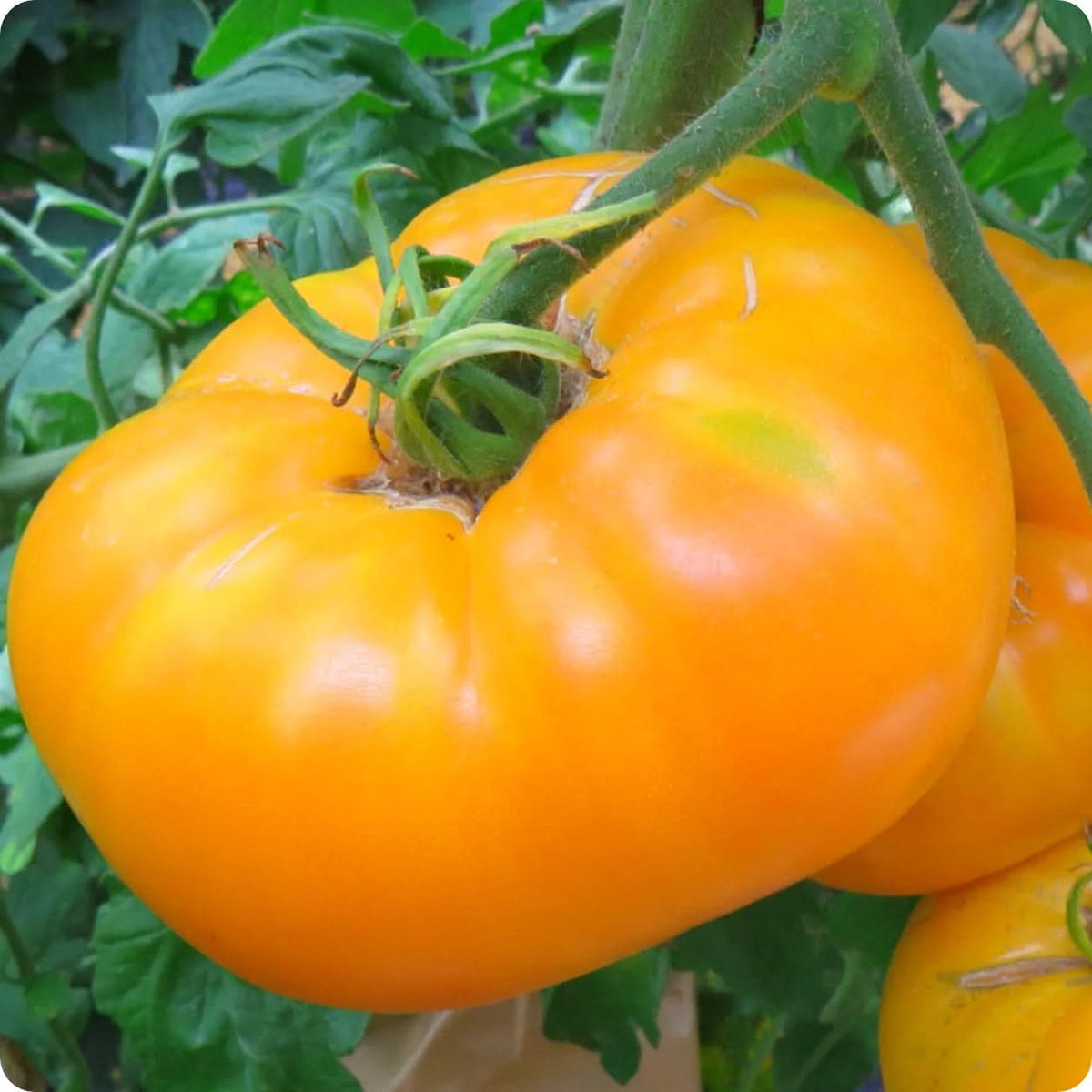 Amanas Orange Tomato Seeds high yielding heirloom tomato variety