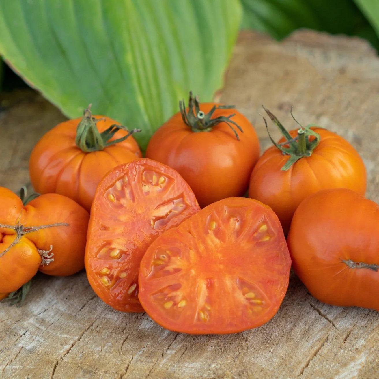 Amanas Orange Tomato Seeds large orange tomato fruits heirloom seeds