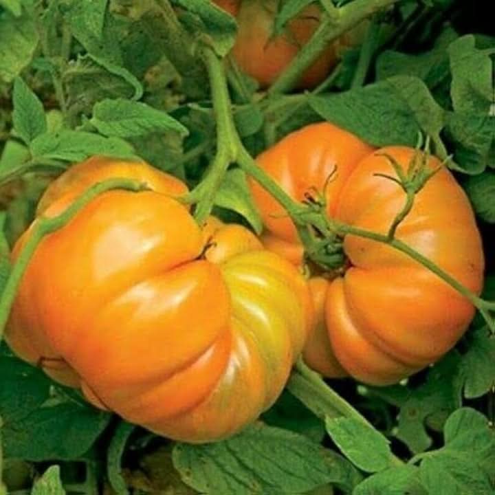 Amanas Orange Tomato Seeds plant growth warm season tomato seeds