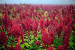 Amaranth Amaranthus Cruentus Flower Seeds for Planting – Edible Greens for Kitchen Garden and Ornamental Landscaping - Dharaseeds