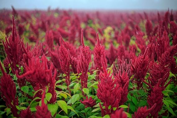 Amaranth Amaranthus Cruentus Flower Seeds for Planting – Edible Greens for Kitchen Garden and Ornamental Landscaping - Dharaseeds