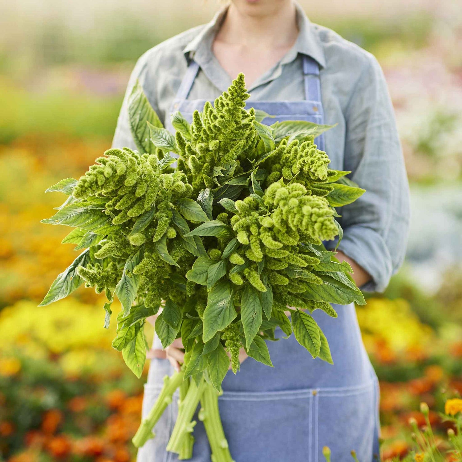 Amaranthus Seeds - High-Quality Seeds for Lush, Vibrant Amaranth Plants, Perfect for Home Gardens and Farms