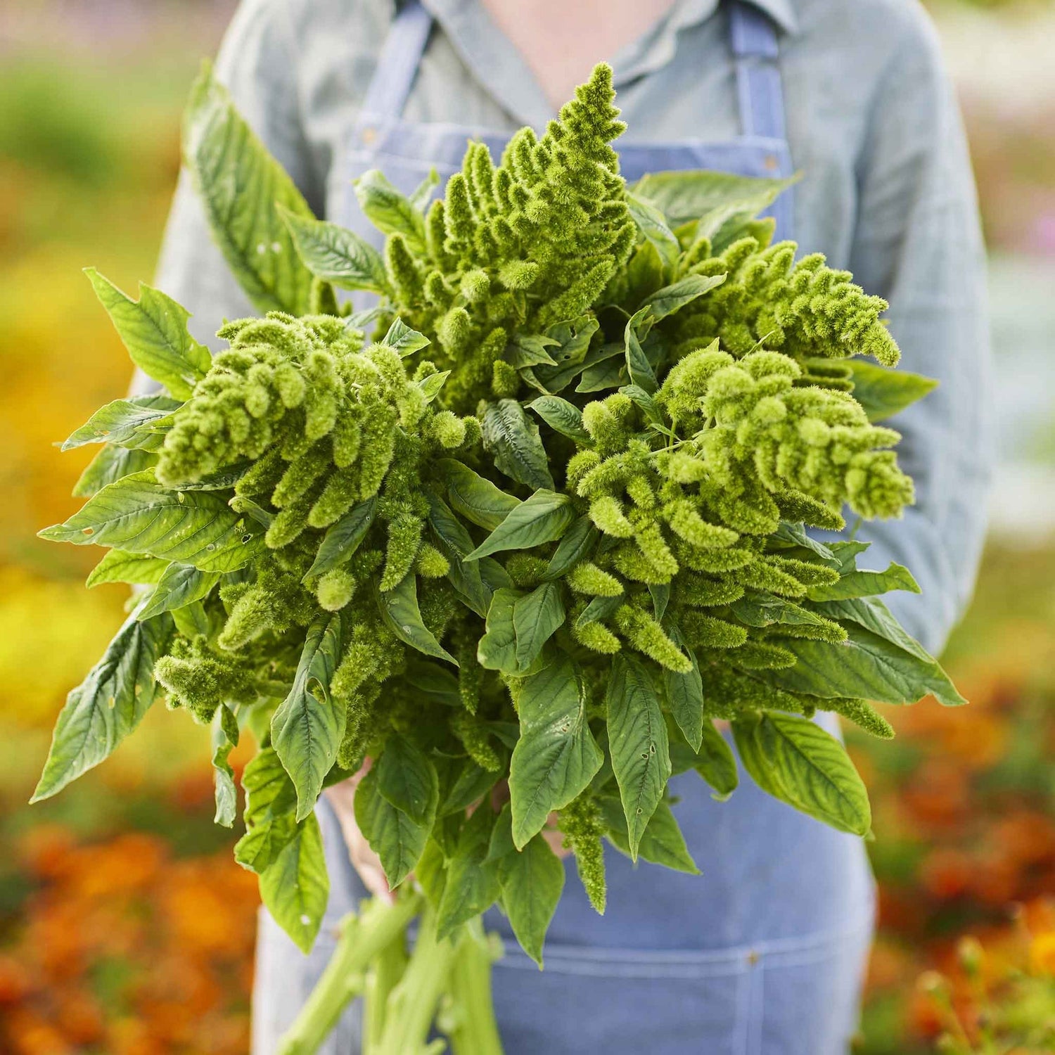 Amaranthus Seeds - Green Thumb