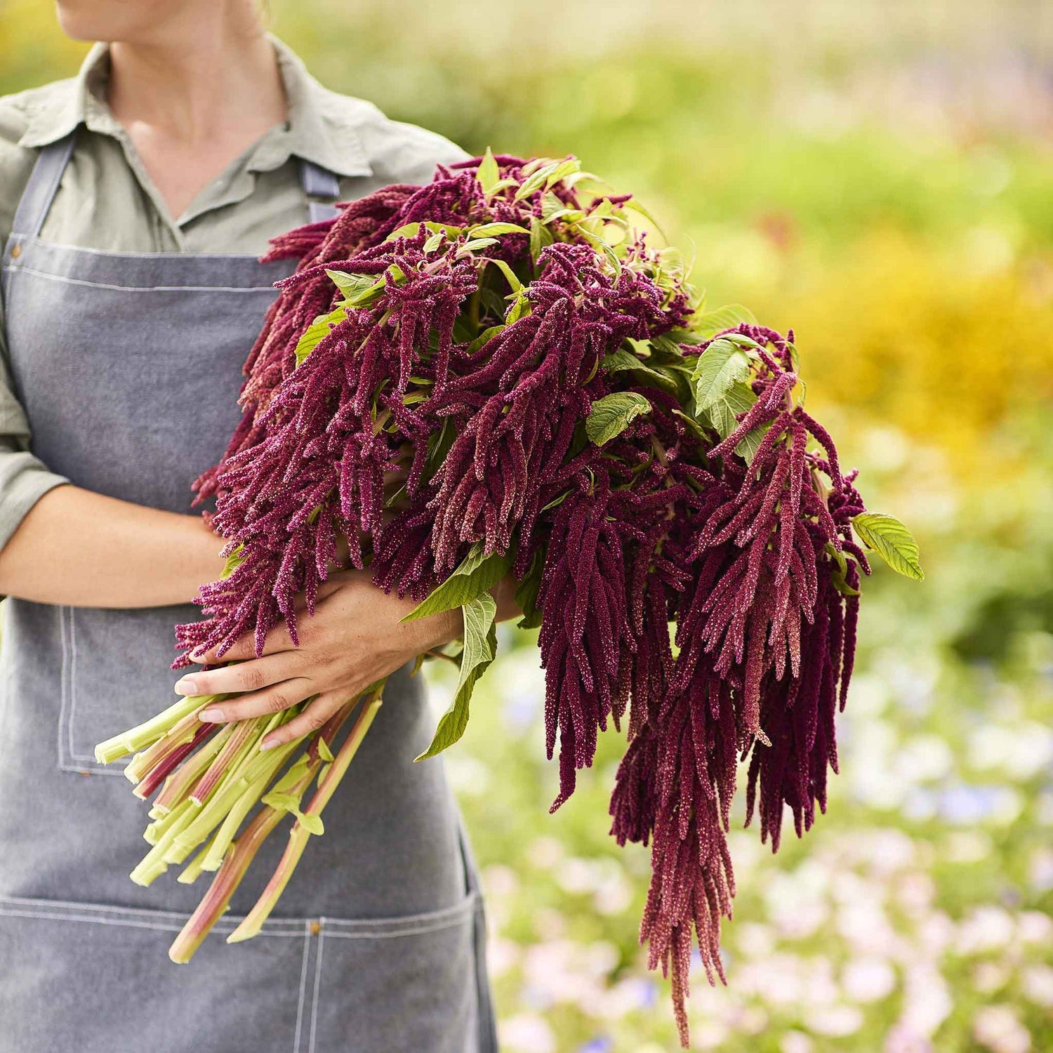 Amaranthus Seeds - High-Quality Seeds for Lush, Vibrant Amaranth Plants, Perfect for Home Gardens and Farms