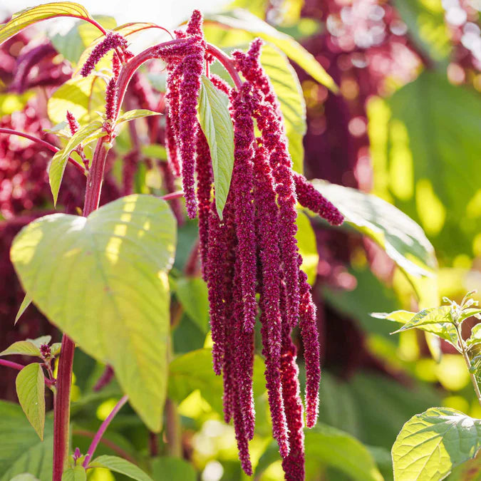 Love Lies Bleeding Seeds