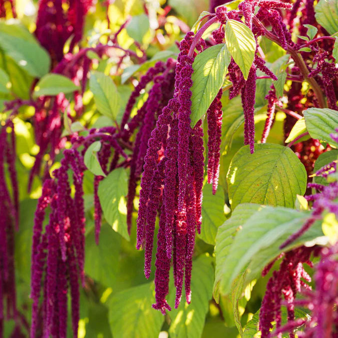 Love Lies Bleeding Seeds