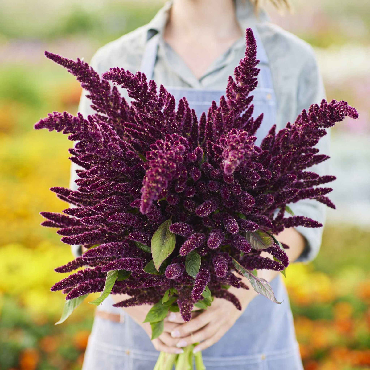 Amaranthus Seeds - High-Quality Seeds for Lush, Vibrant Amaranth Plants, Perfect for Home Gardens and Farms